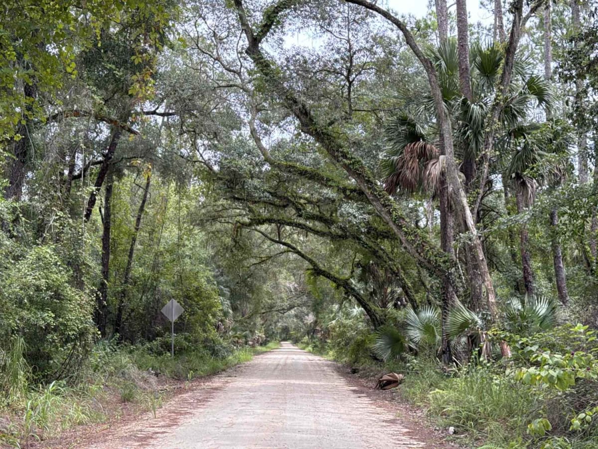 Ocklawaha Trail - ONF SE24ST photo 2