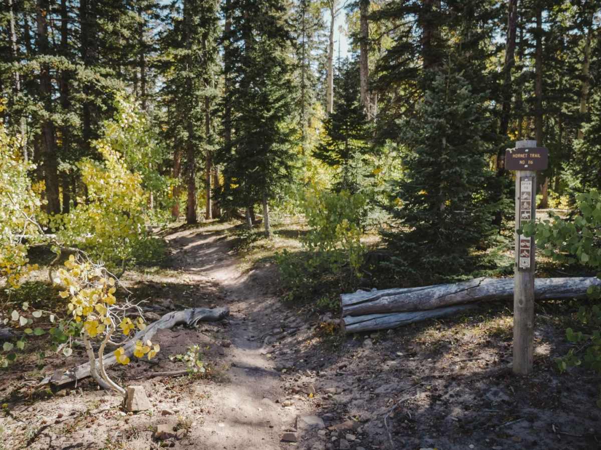 Hornet Trail photo 4