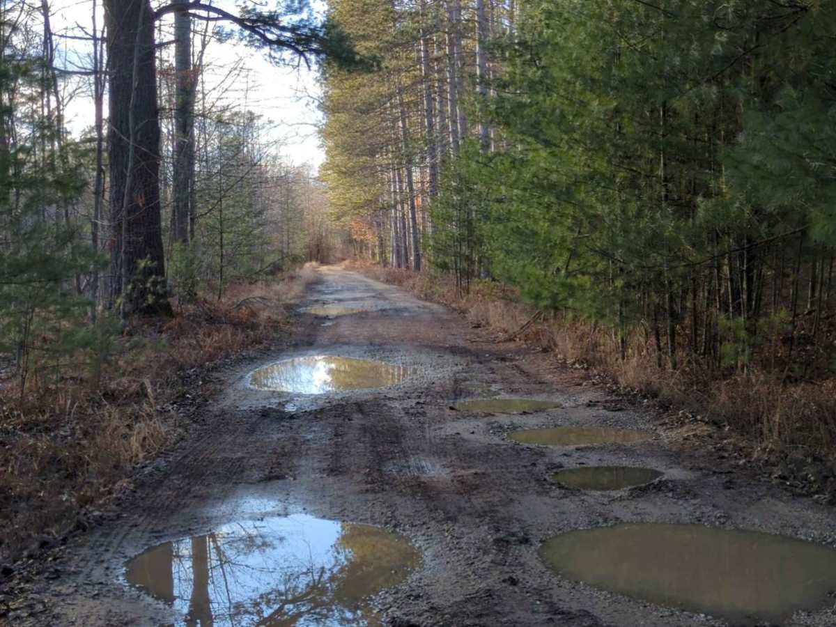 Manistee National Forest Hayes Road photo 4