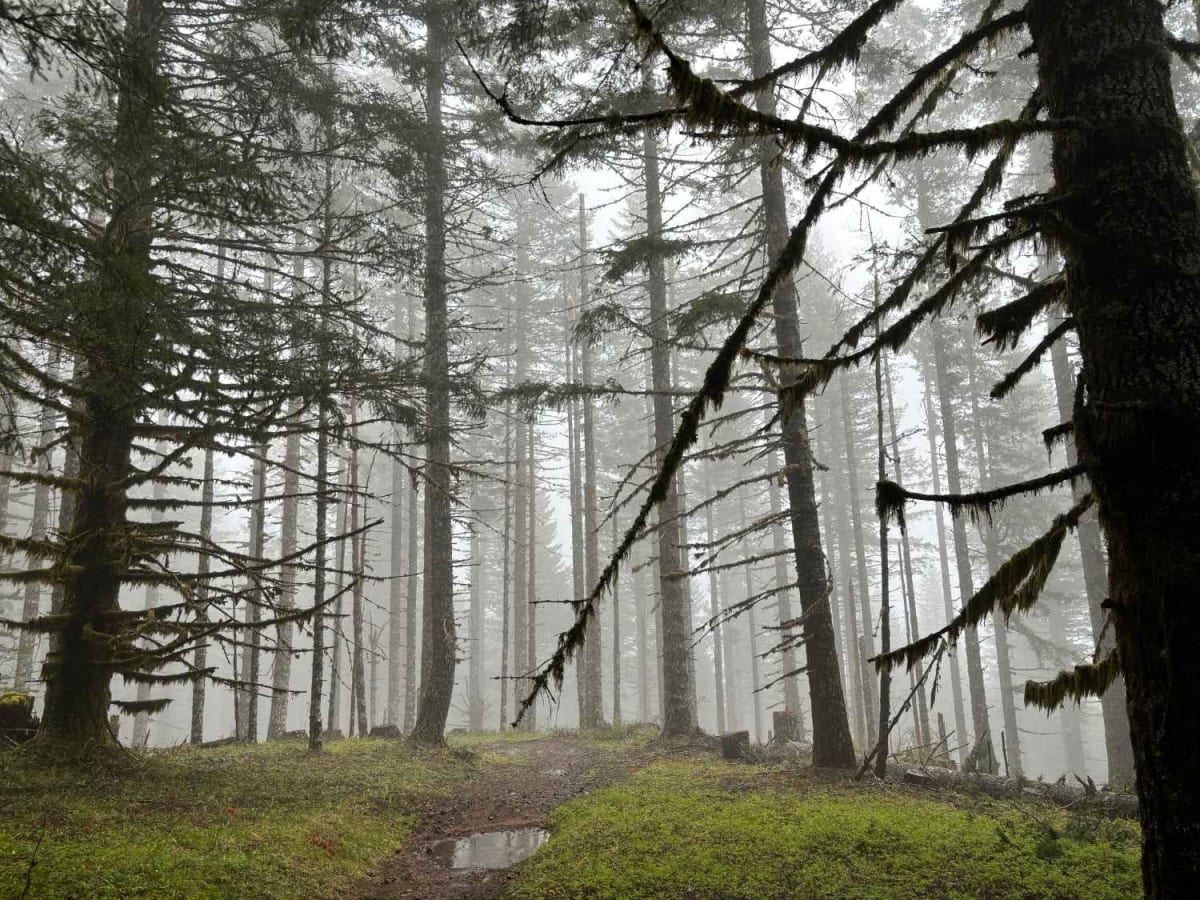 Bell Mountain to Rye Mountain trail photo
