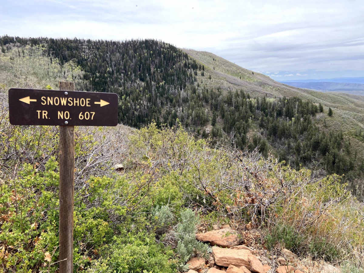 Snowshoe photo 6