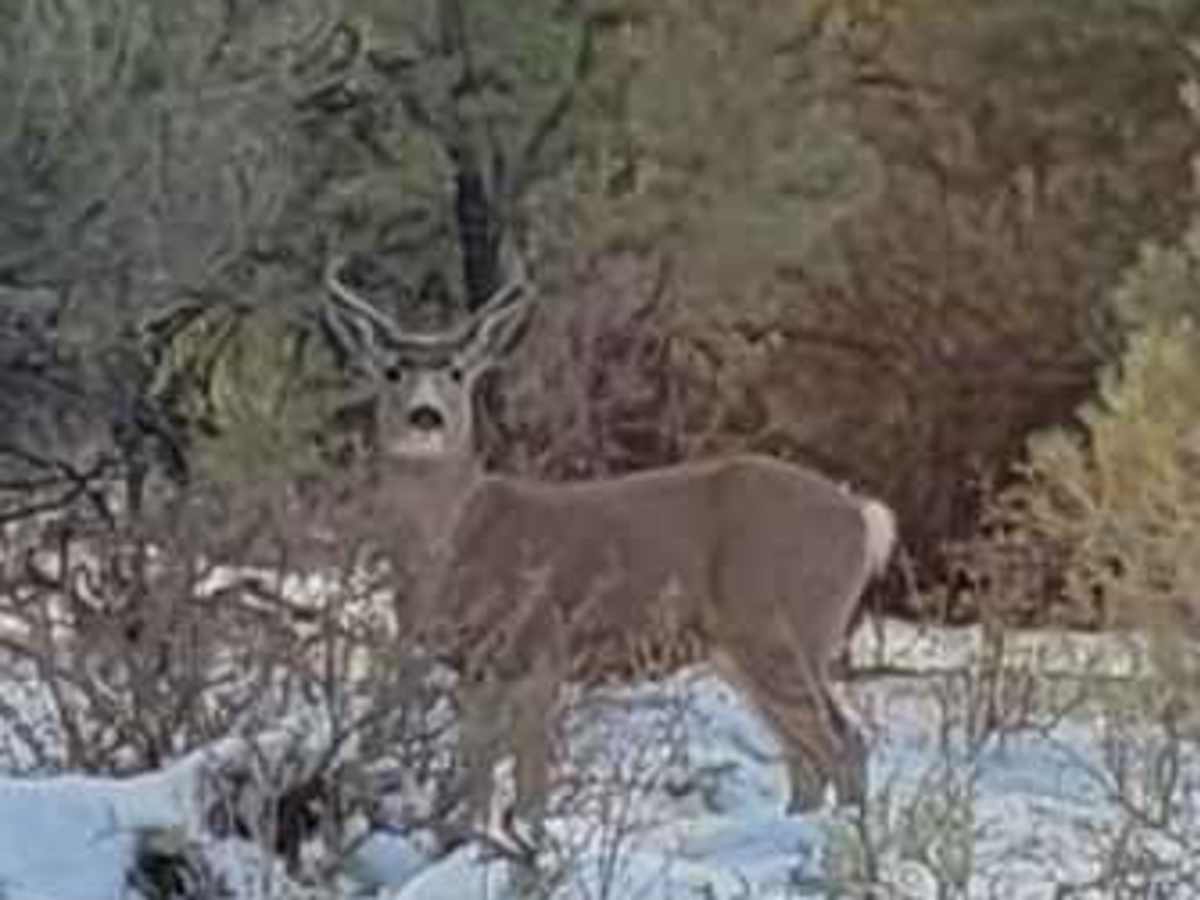 Big Buck Meadows Trail trail photo