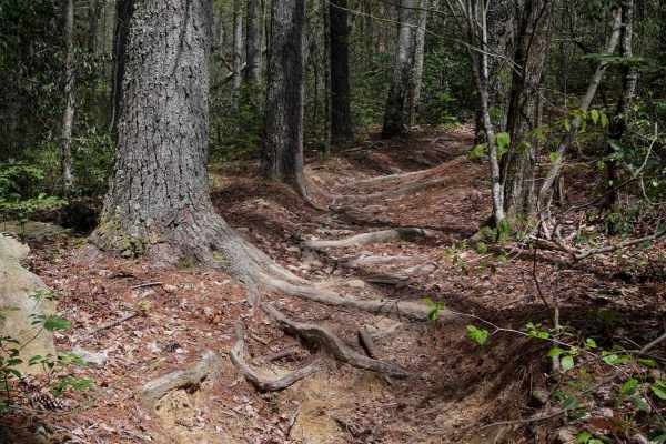 Trail 5 Ned's Knob