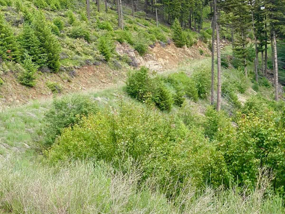 Upper Idaho Gulch photo 5