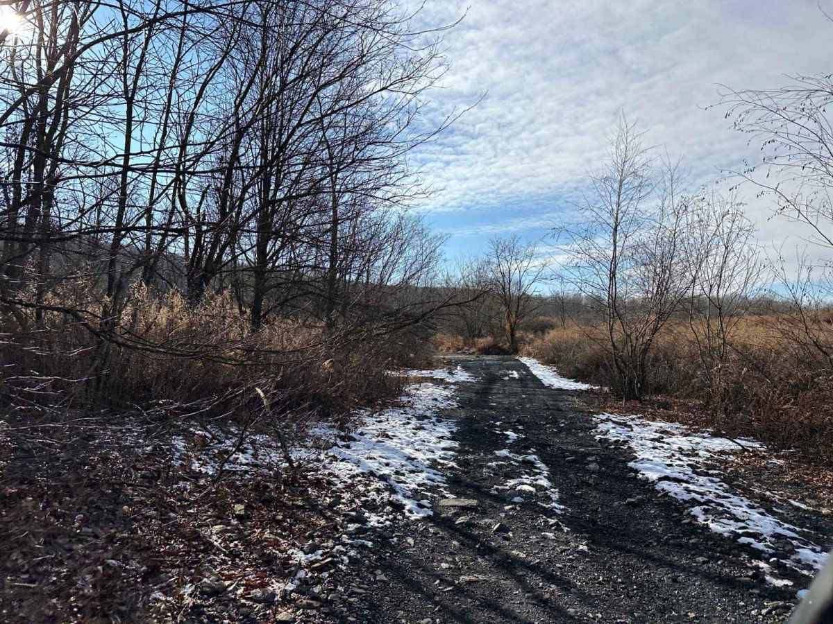 Locust Gap 1 photo 6