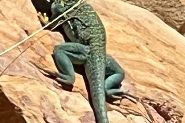 Lazy Lizard - FR 9600S