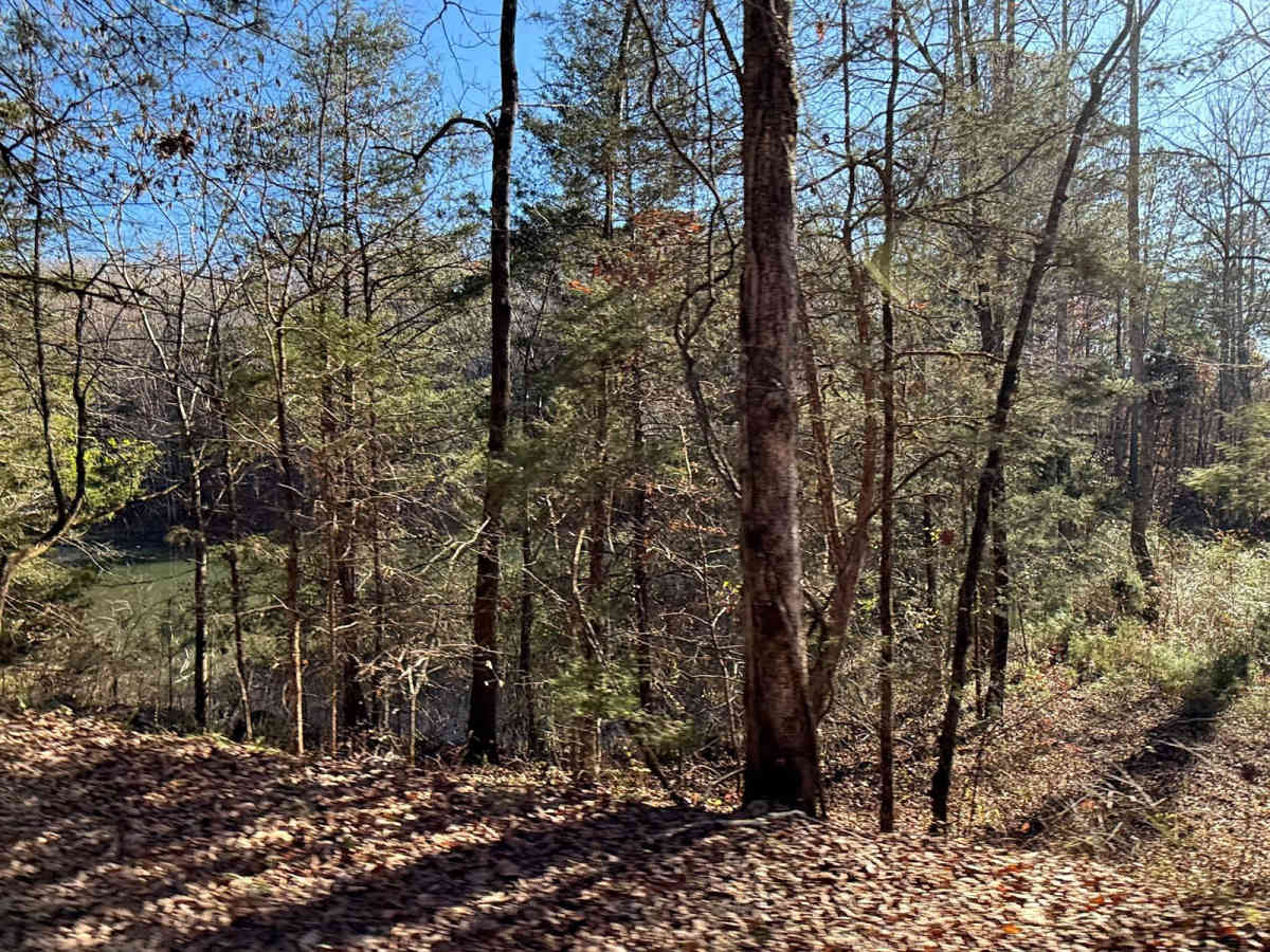 Mount Olive Road - FS 245 photo 6