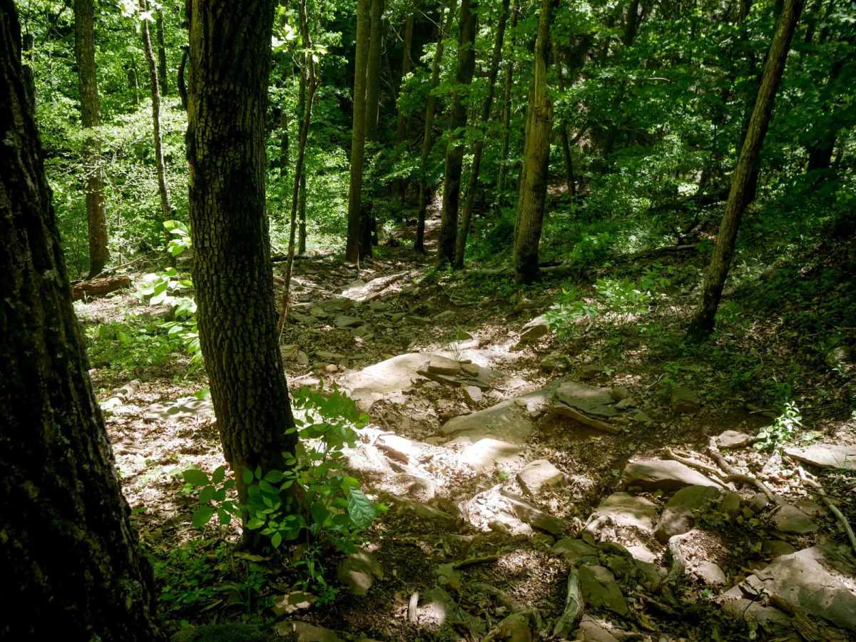 Trail 25 photo 2