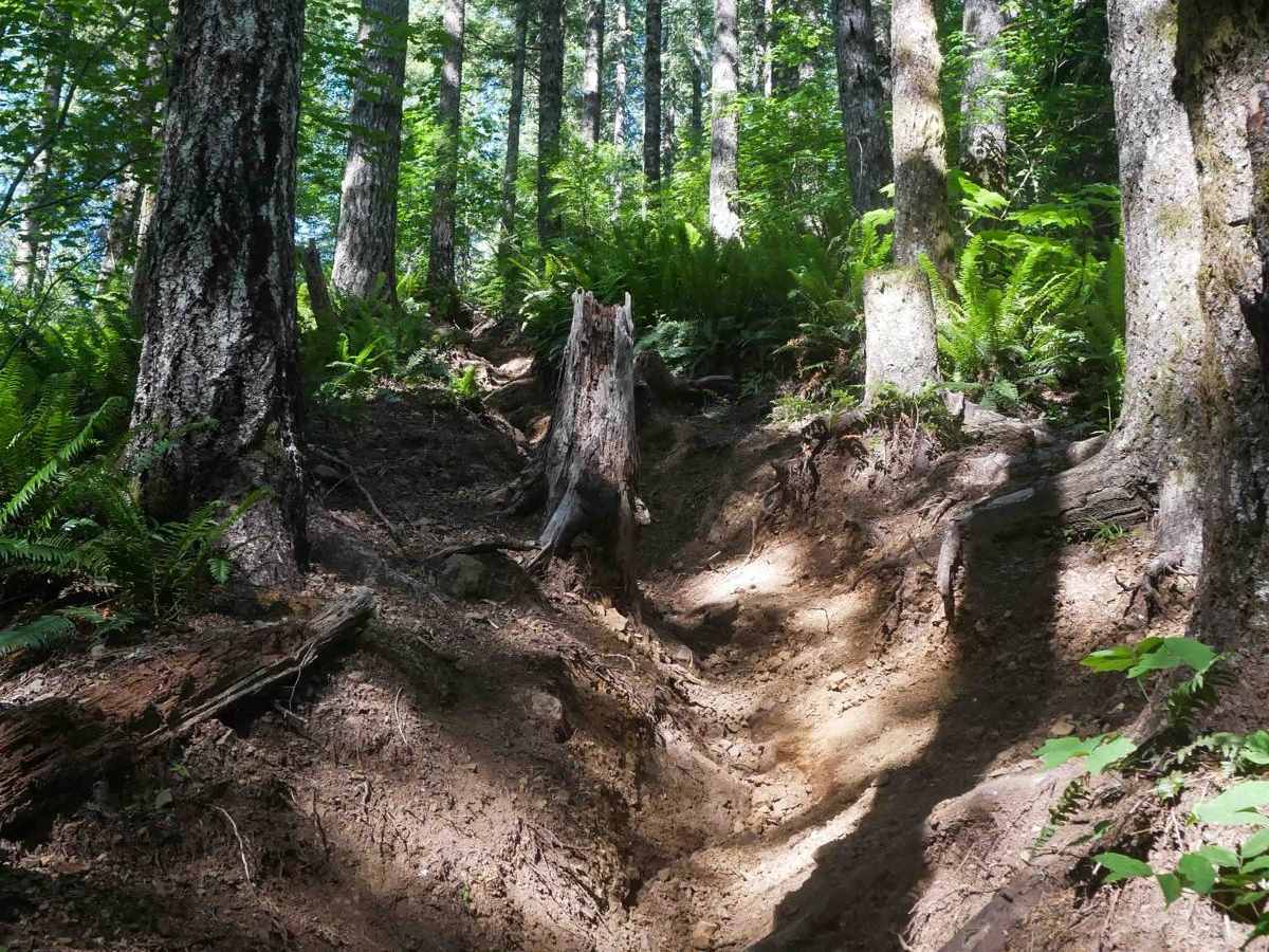 Arrowhead #48 trail photo