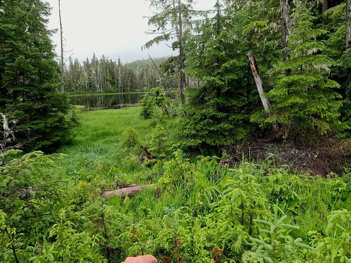 Riva Ridge 6286 photo 4