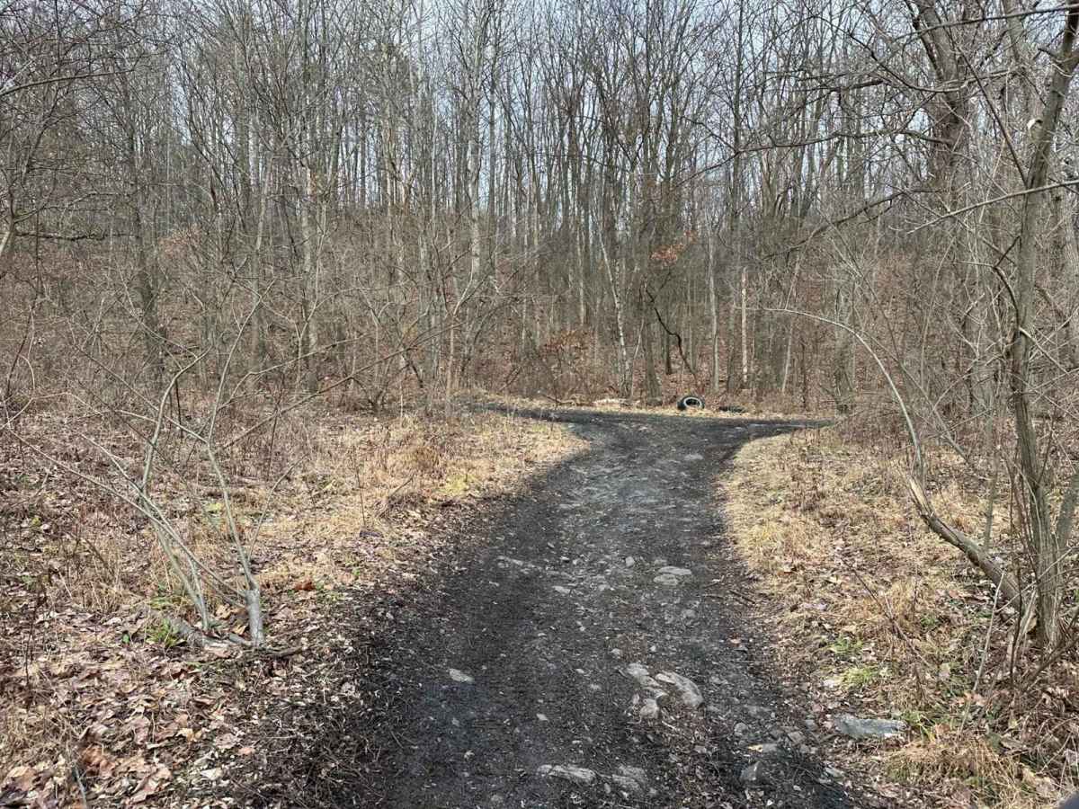 Locust Gap 9 photo 5