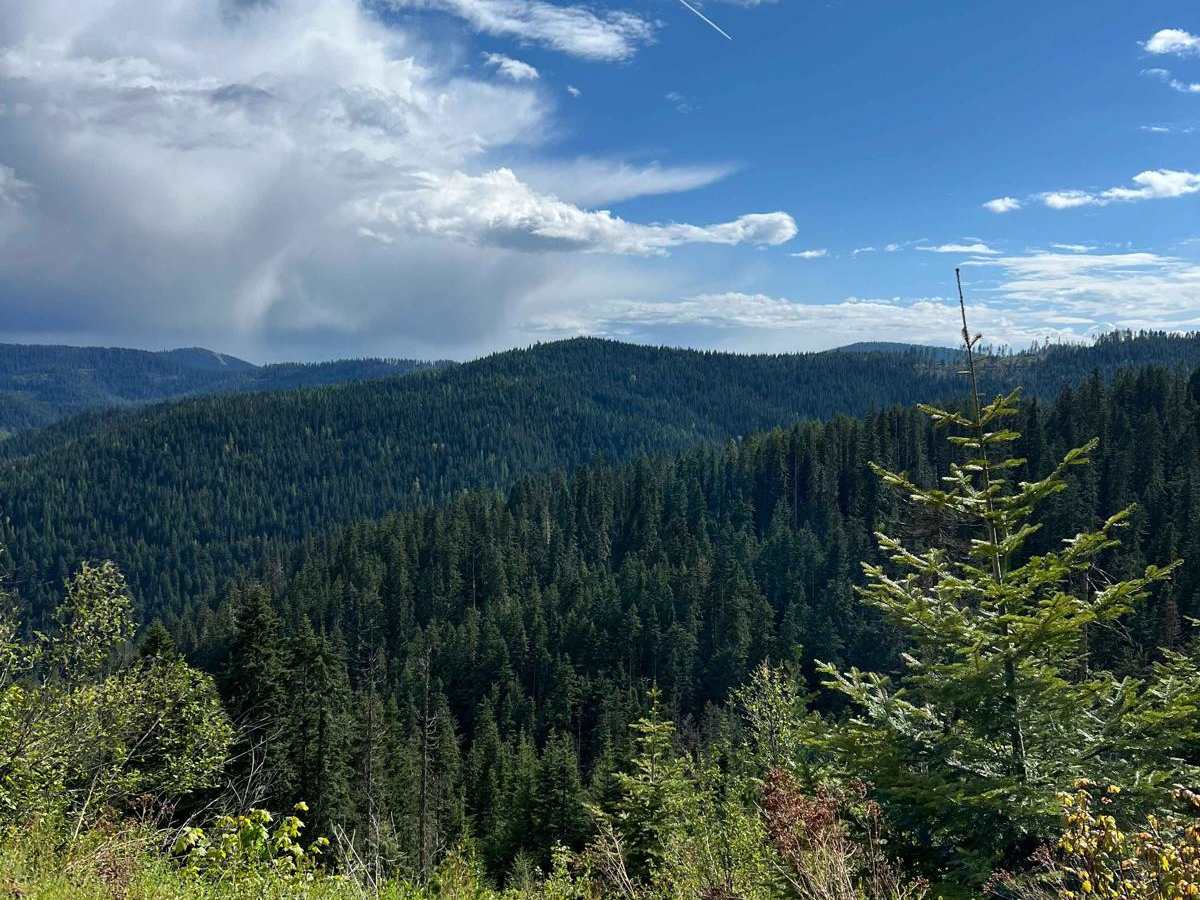 Canyon Fork Creek Road trail photo