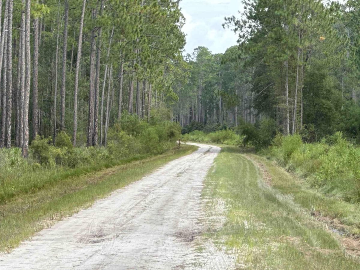 Mount Carrie - Osceola NF 234 trail photo