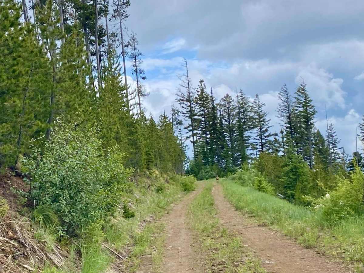 Upper Idaho Gulch trail photo