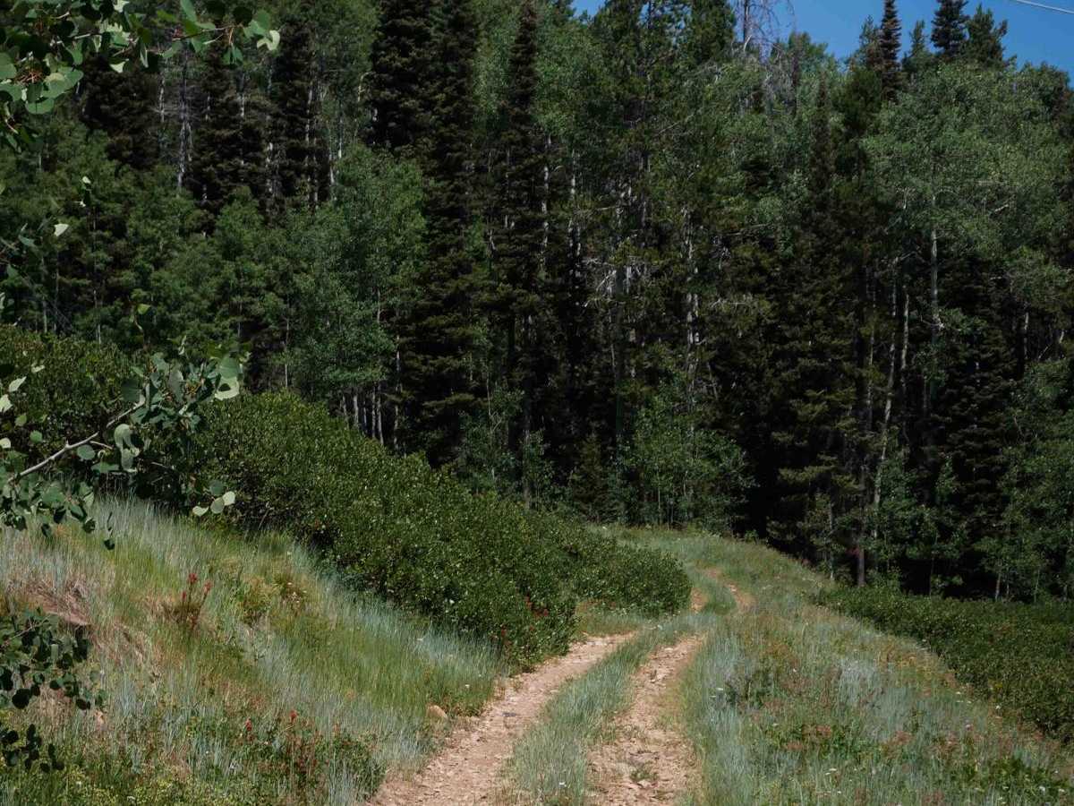 Bear Wallow #3442 photo 6