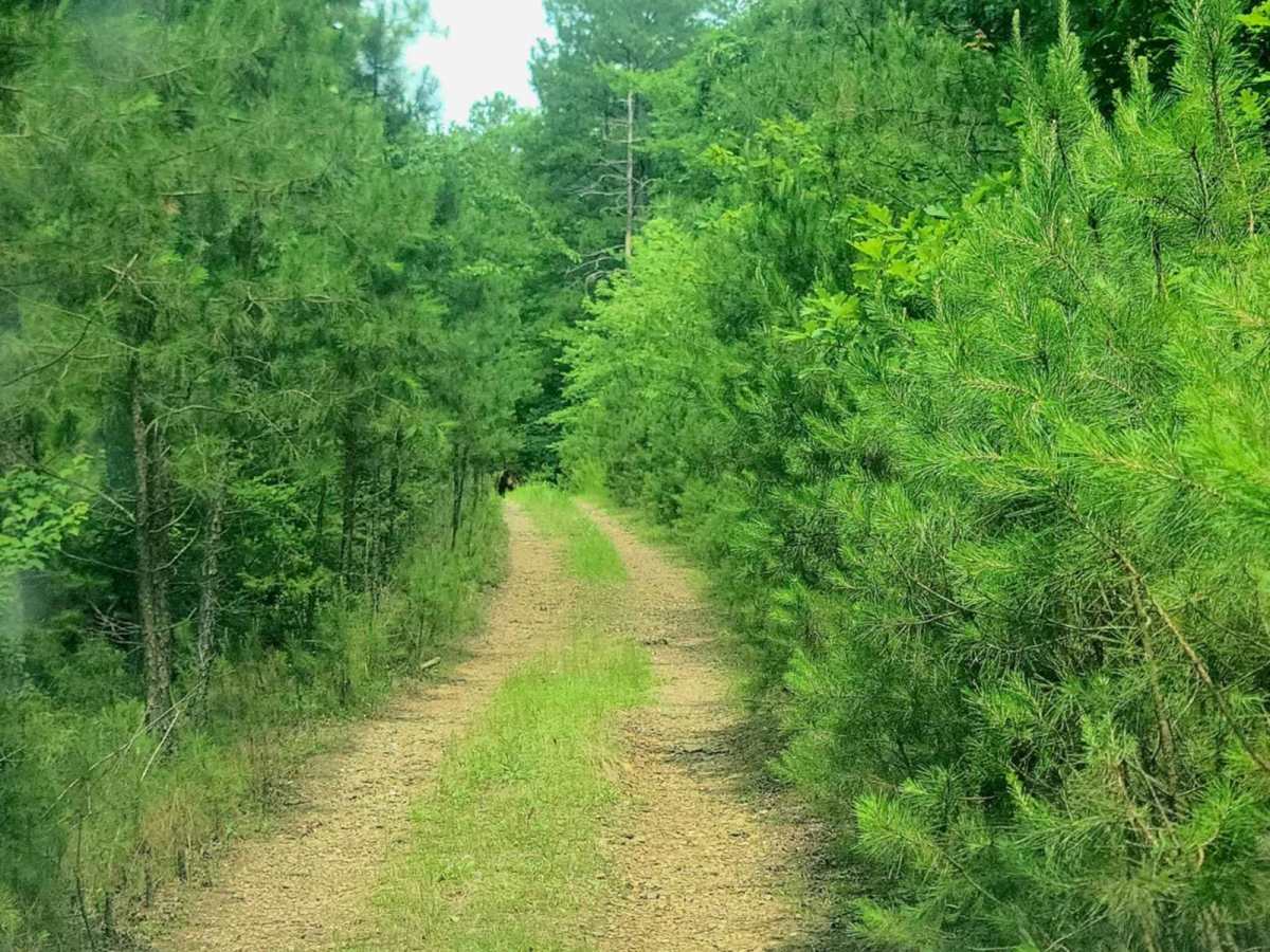 Carely Mountain Road - D66 photo 2