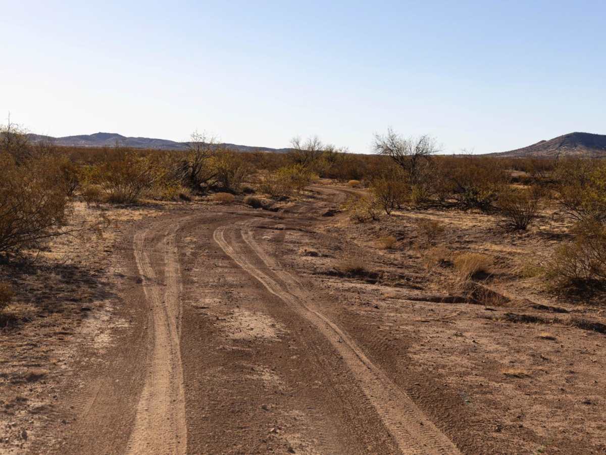 Winding Creosote photo 6