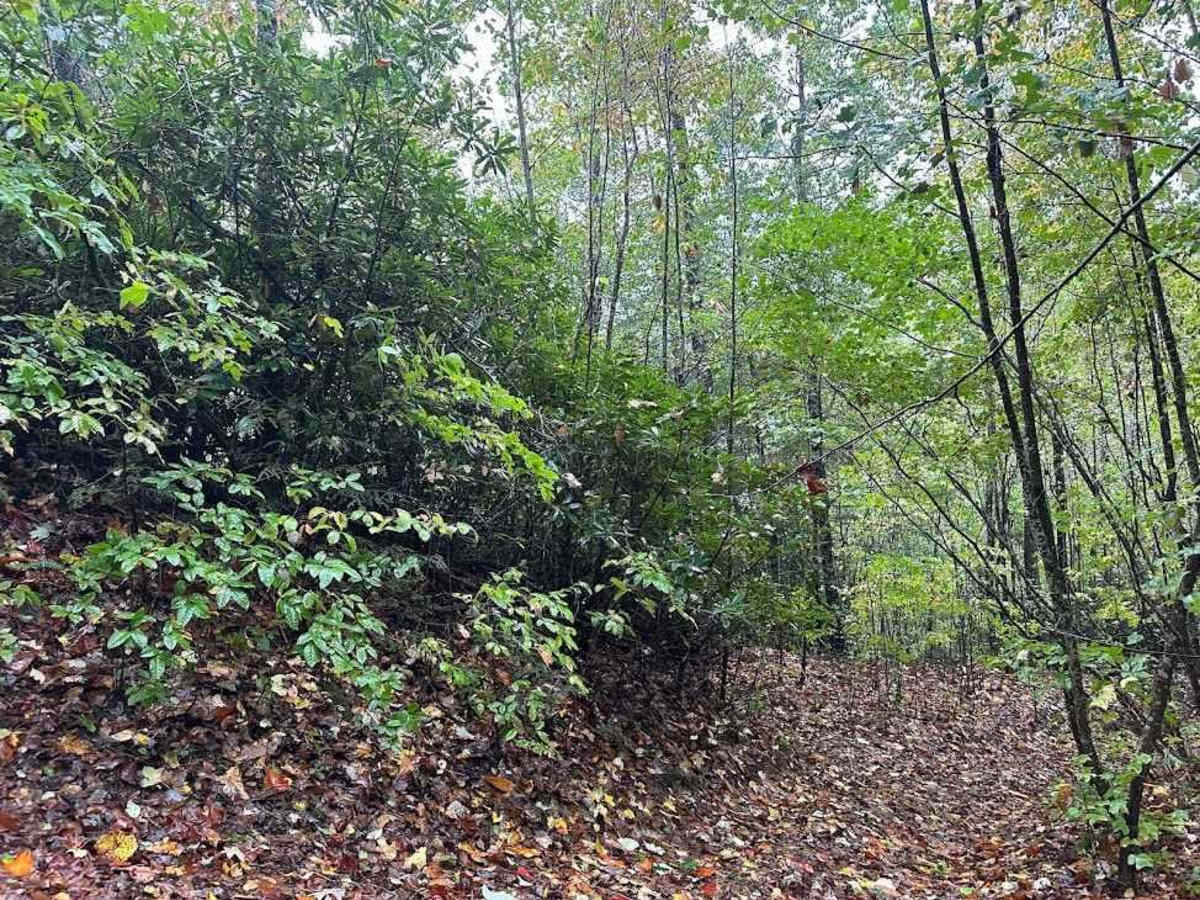 85 Black trail photo