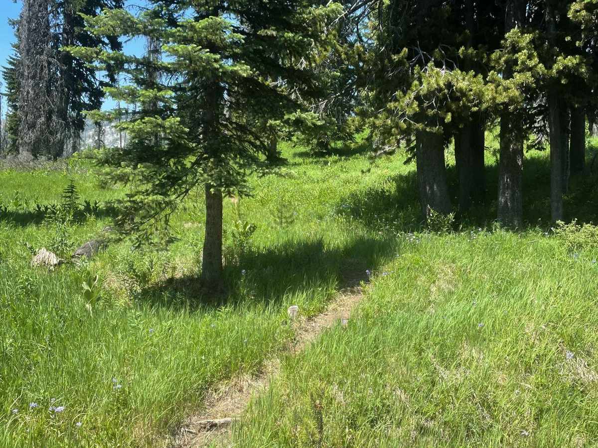 Vance Creek trail photo
