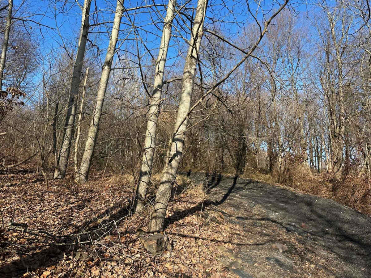 Locust Gap 10 trail photo