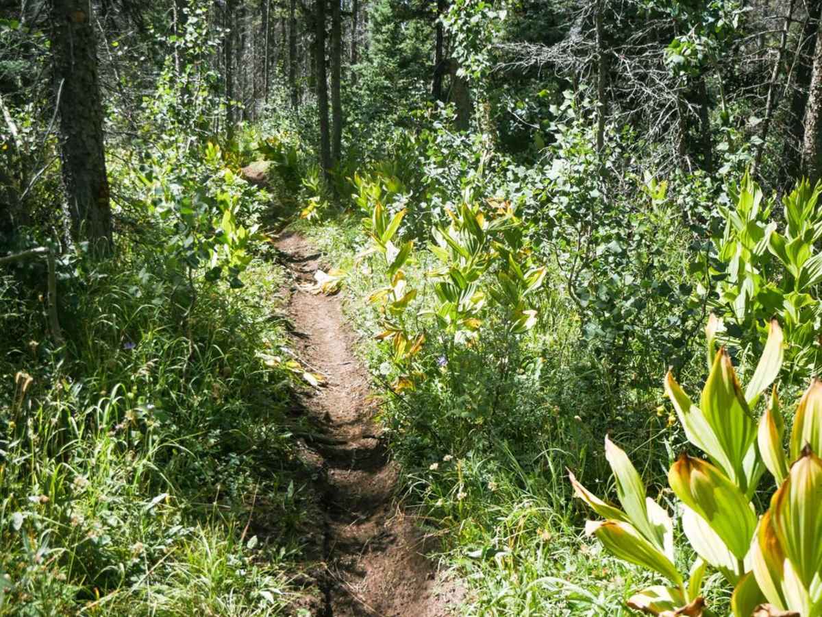 BC Rim photo 2