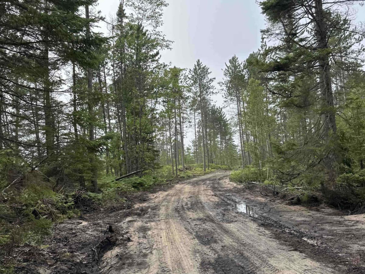 Whitefish Lake Superior  photo 4