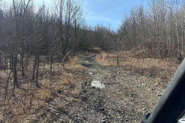 Locust Gap 40