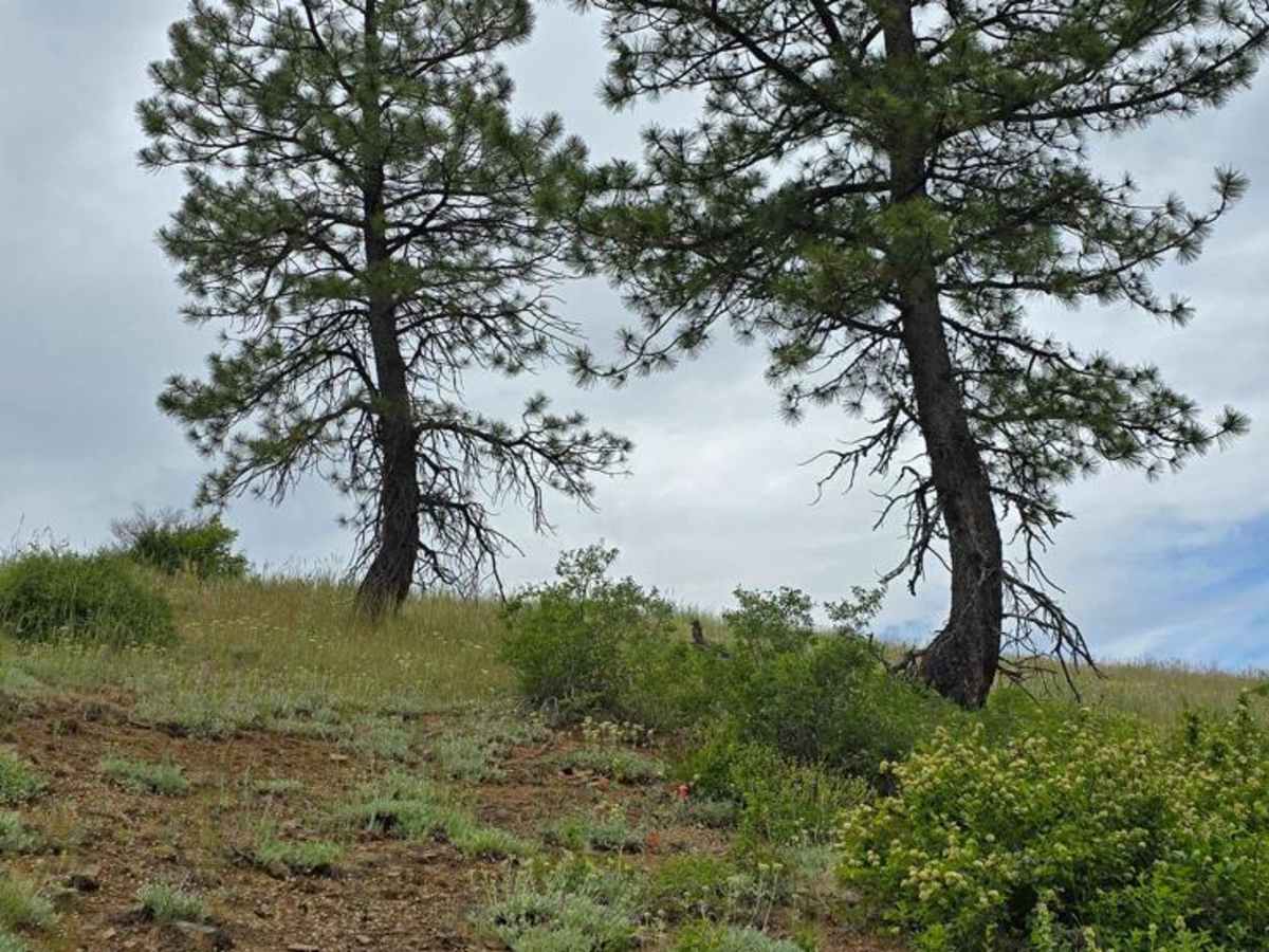 Brush Ridge photo 5