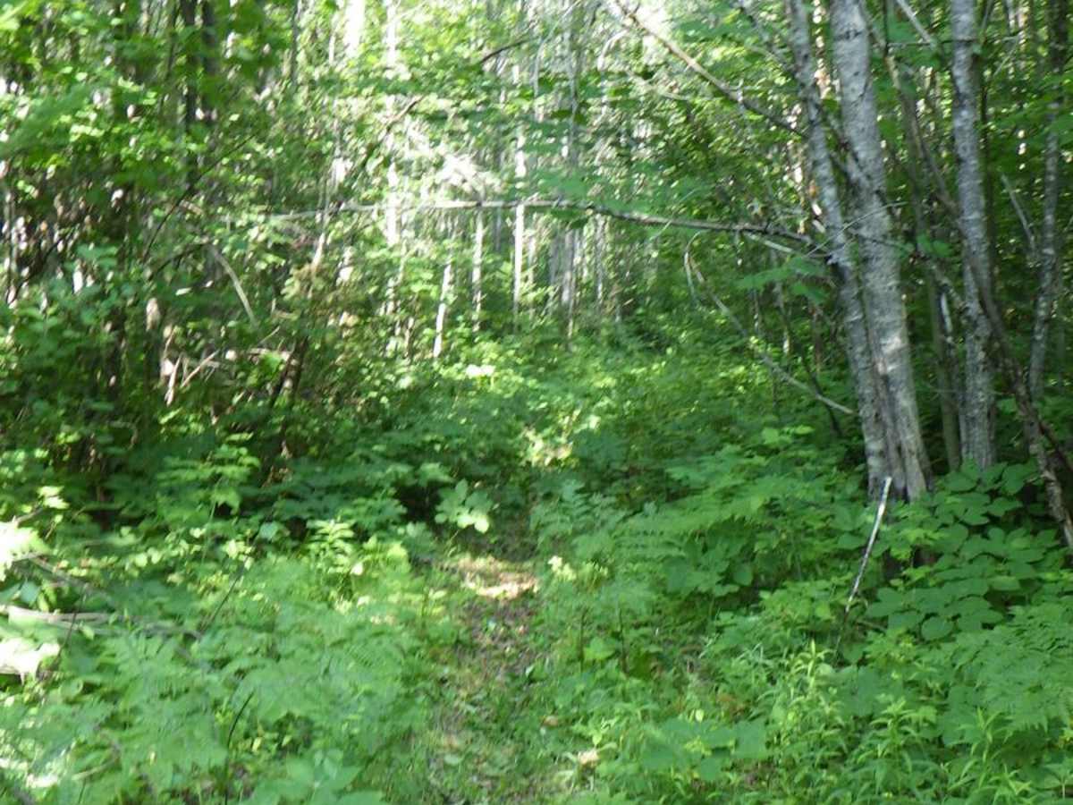 South Little Trout Creek photo 5