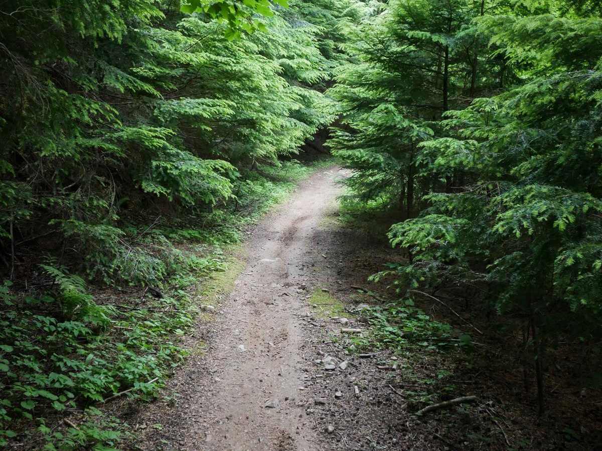 Canfield Mountain- Trail 11 photo 5