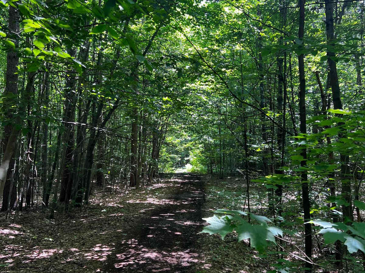 NFS 7441 trail photo
