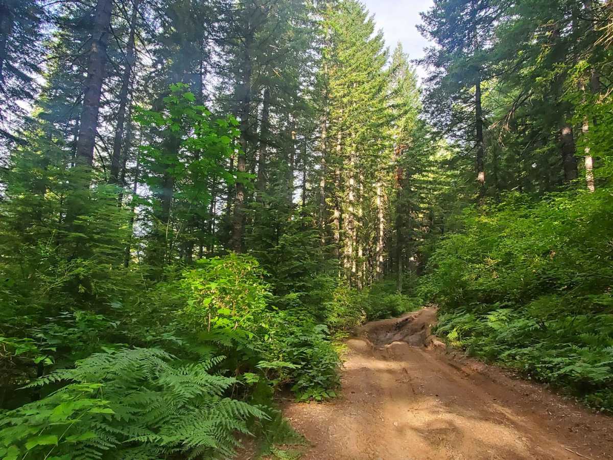 Deep Woods Brap Adventure trail photo