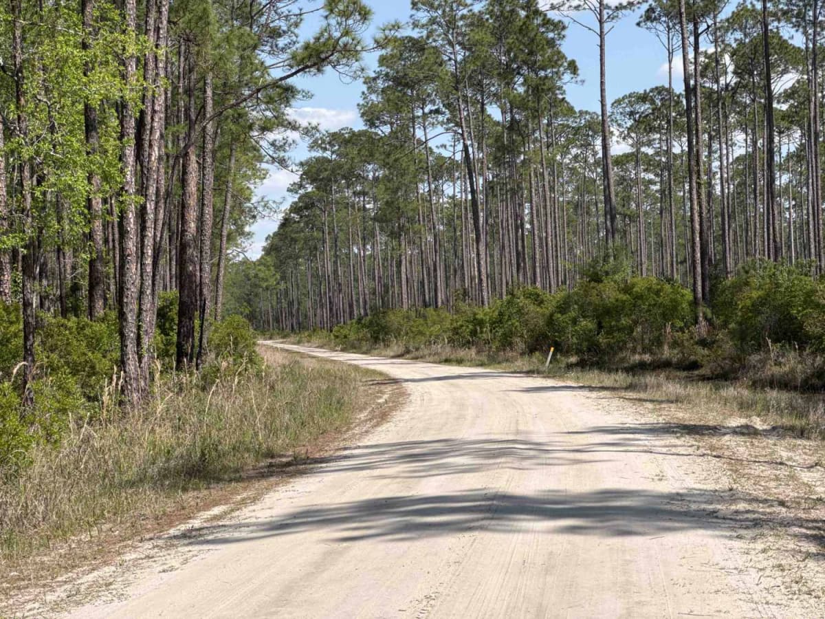 East Tower - Osceola NF 202 photo 2