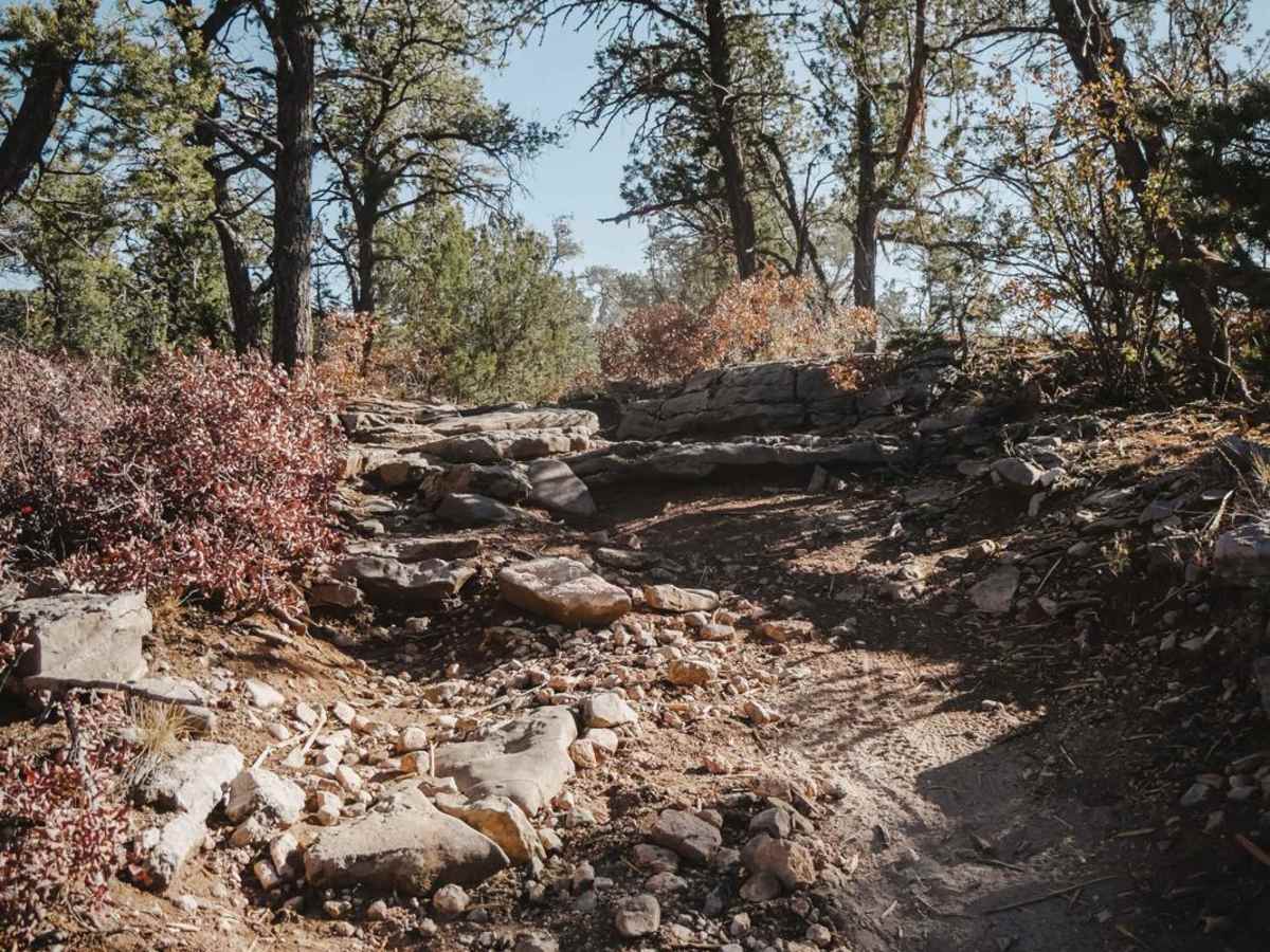 Lone Pine photo 3