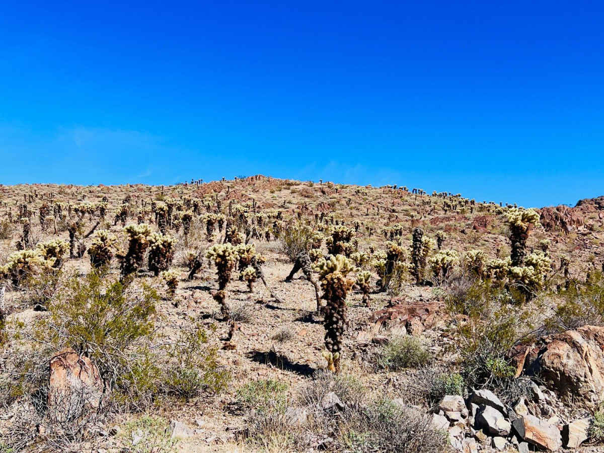 Camp Mojave to Linda Mine photo 3