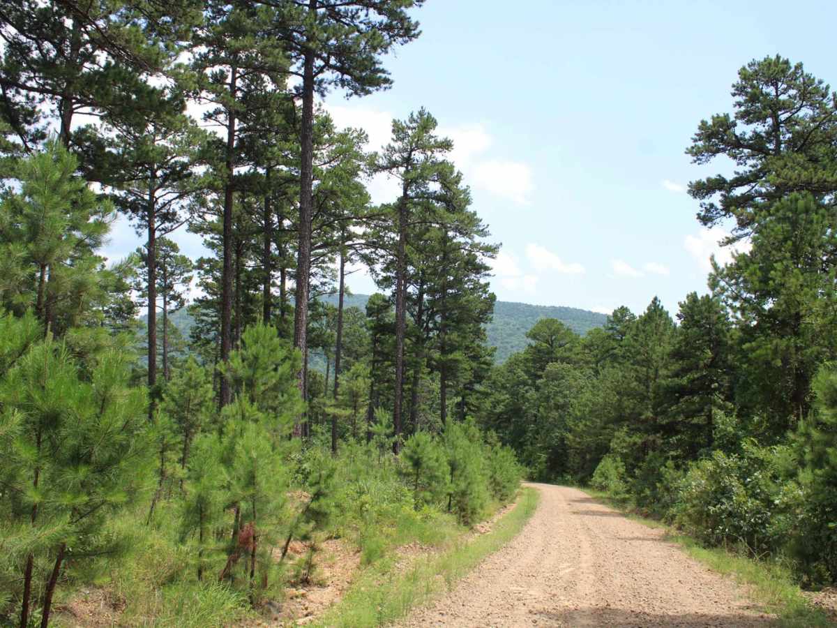 Jack Creek Road photo 5