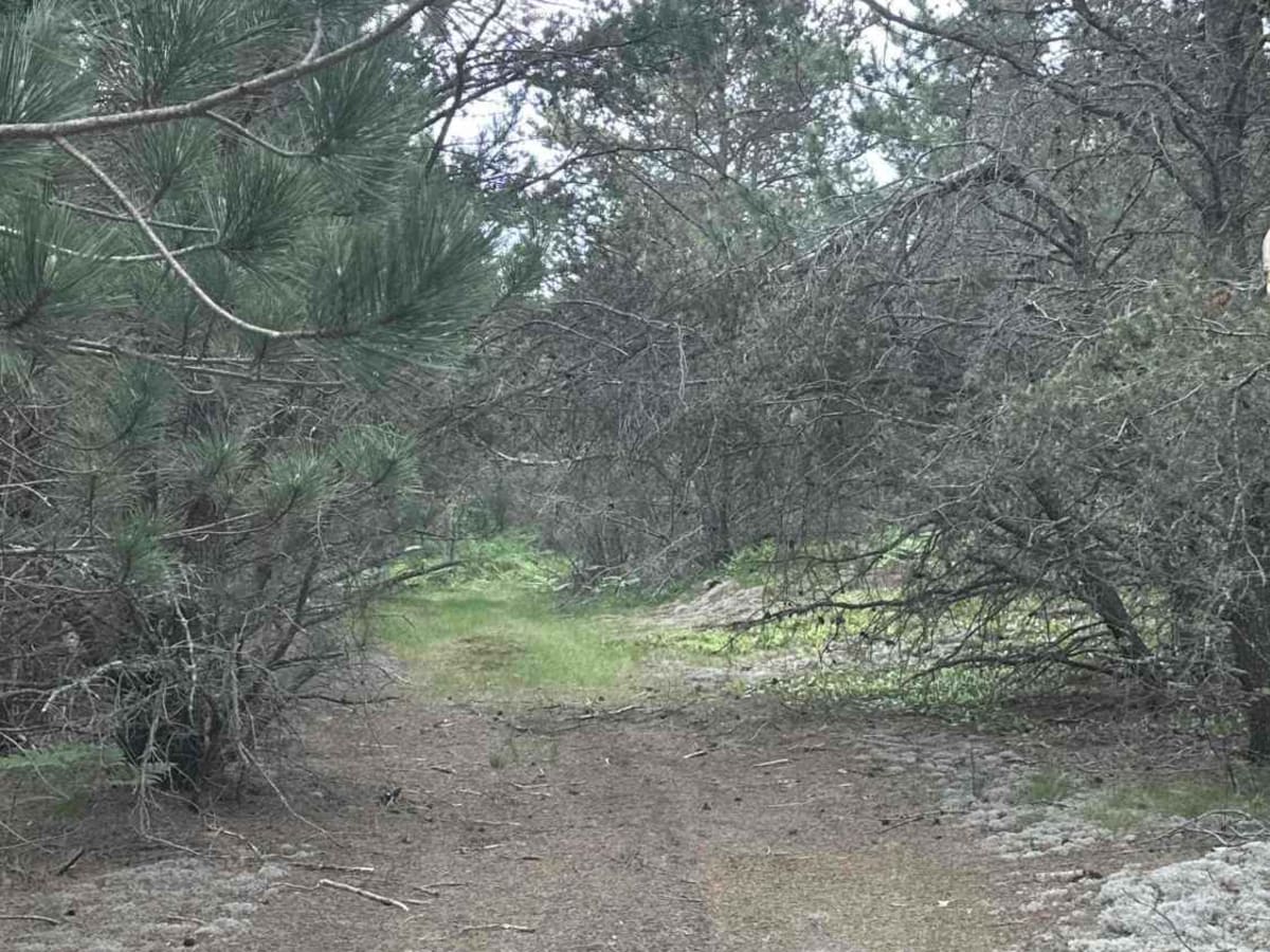 Horse Shoe trail photo 3