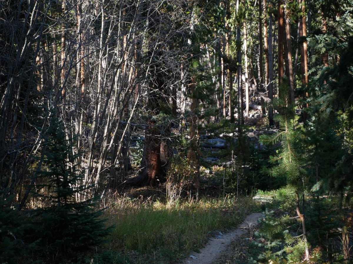 Knobby photo 5