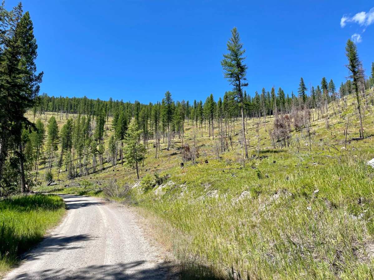 Wild Bill Saddle trail photo