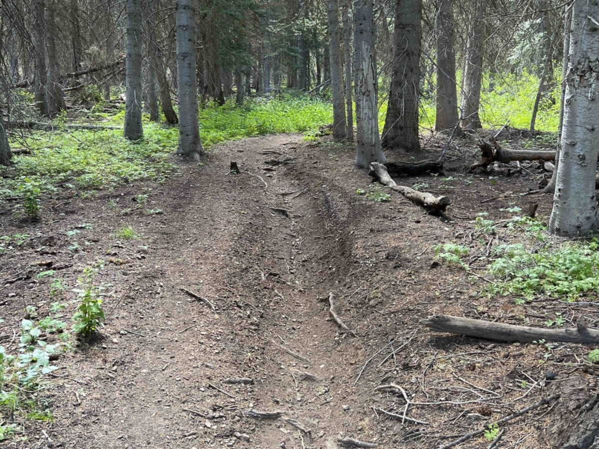 Bear Canyon Spur (2178) photo 3
