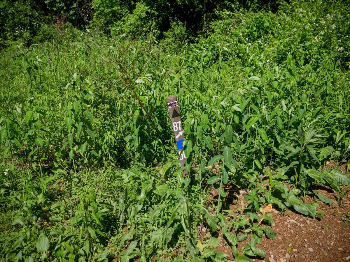 CC87 photo 2