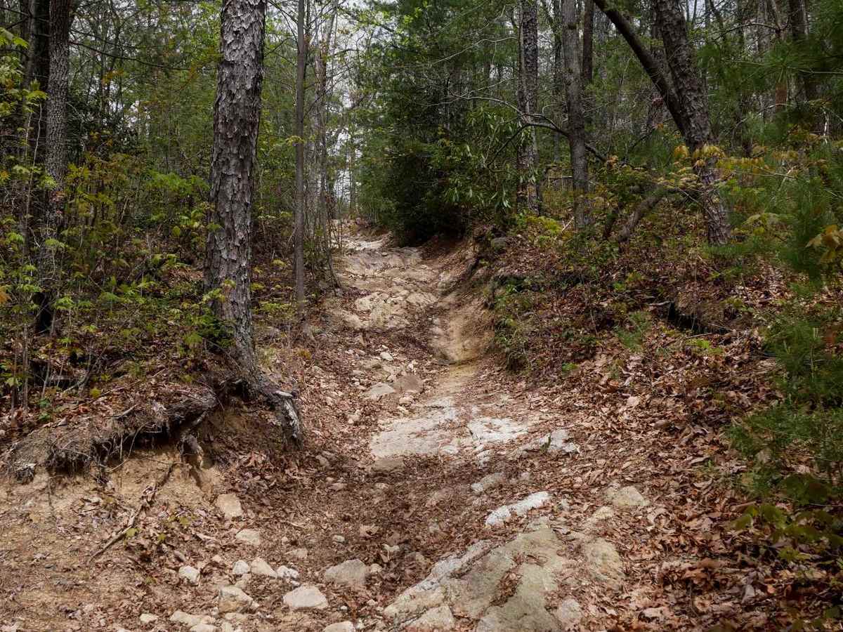 Trail 2 Elliot Deer photo 2