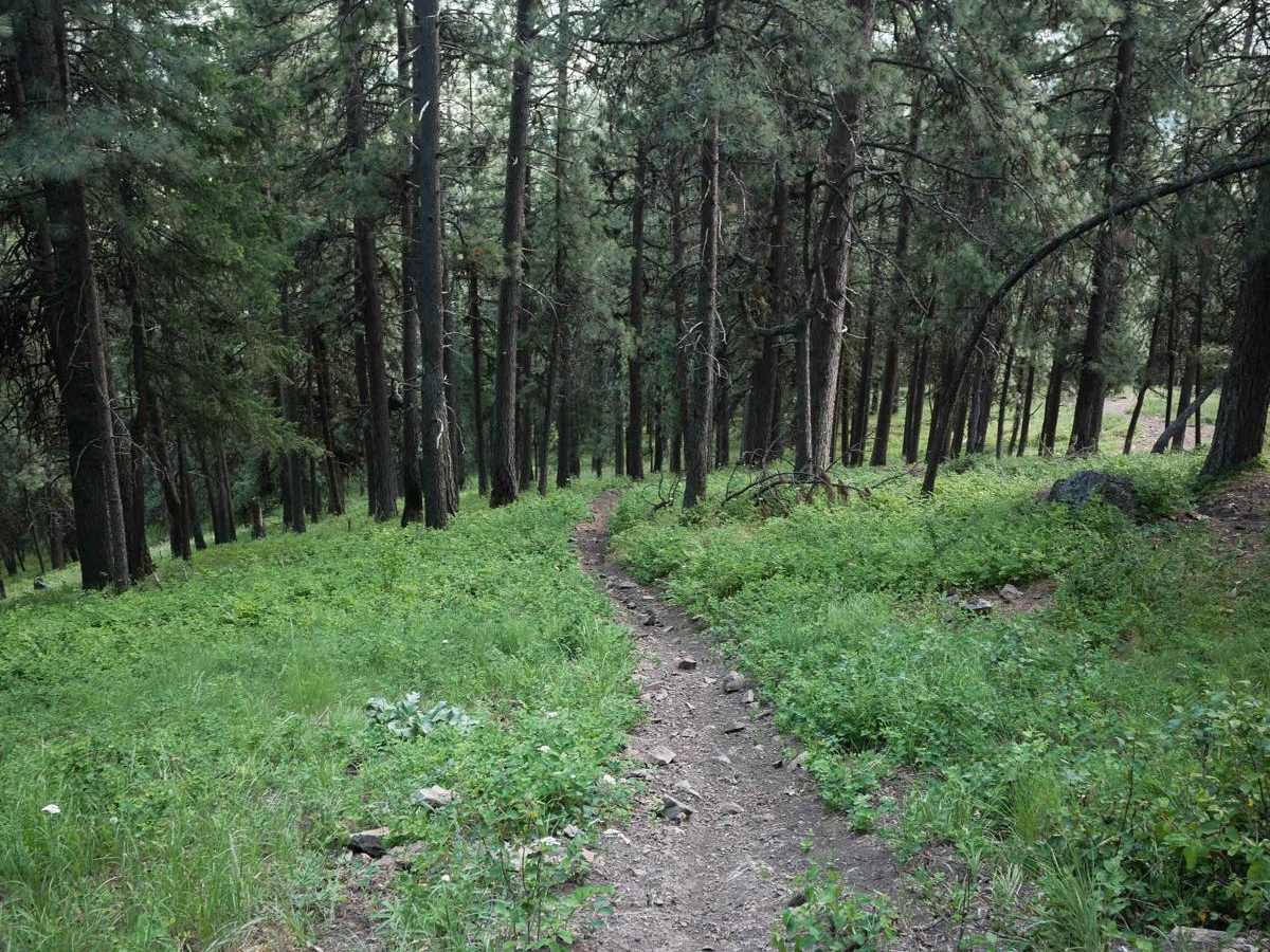 Canfield Mountain- Trail 3 trail photo