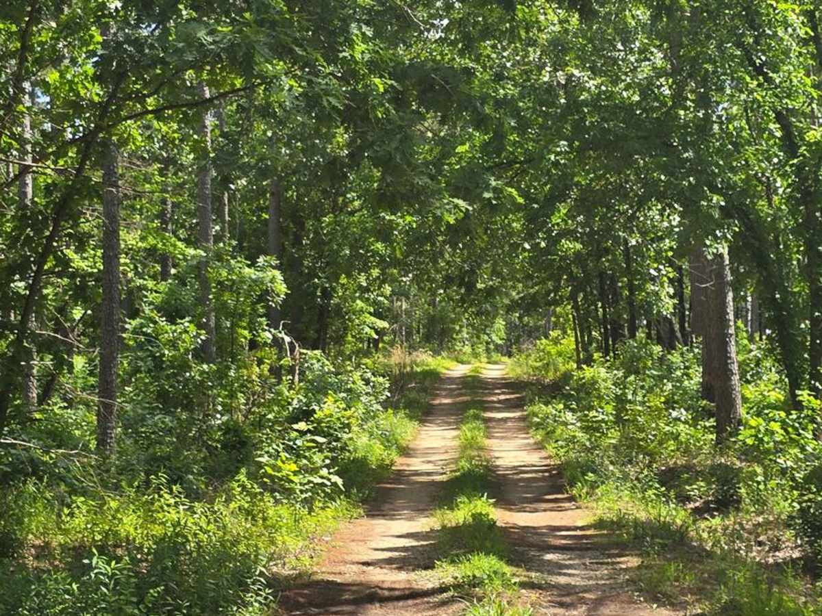 West Star Flatwoods - FS 1571 photo 6