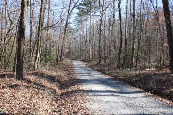 Collier Springs