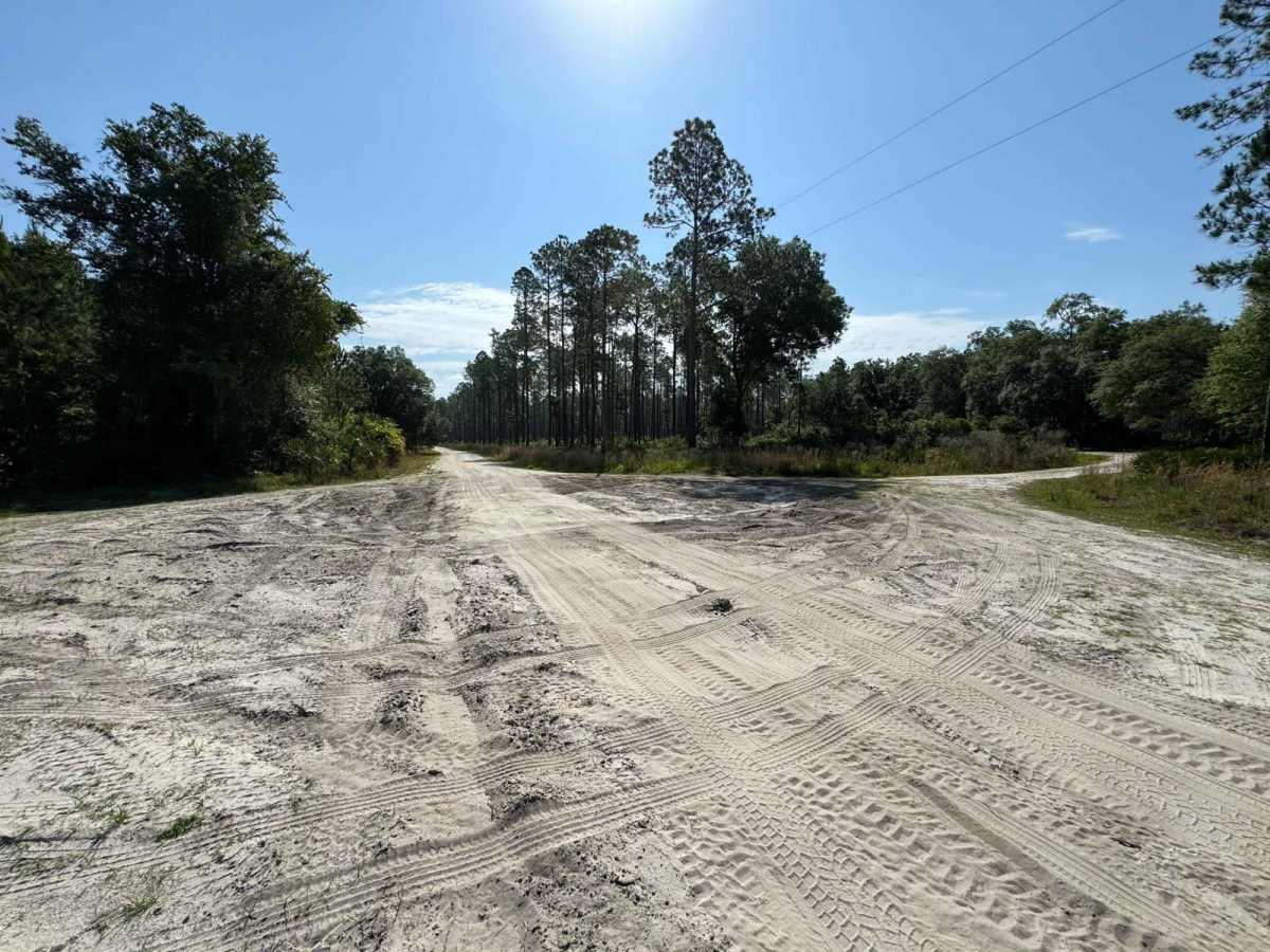 Fish Camp Road South - Lochloosa WMA West trail photo