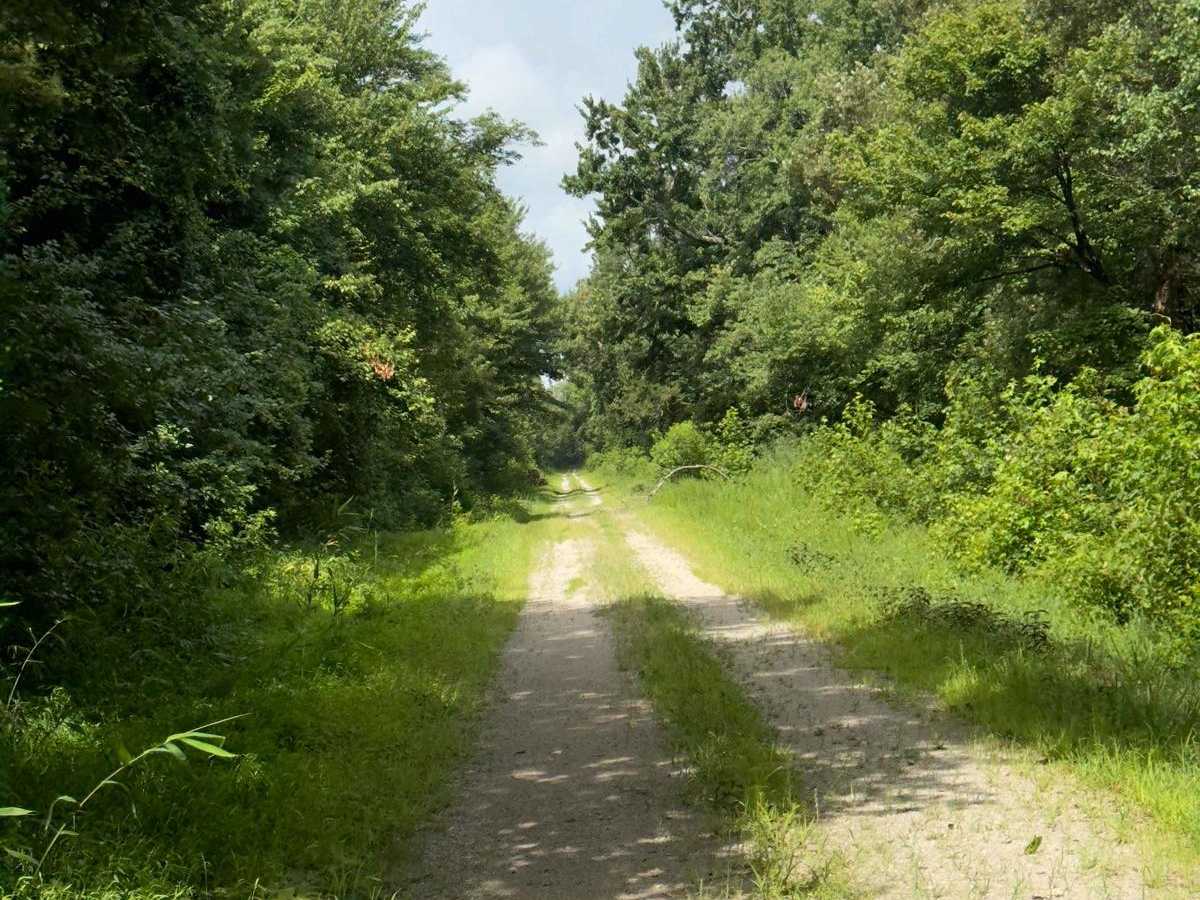 Middle Road - Pocosin Lakes National Wildlife Refuge photo 4