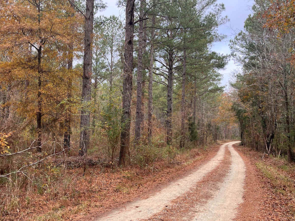 Log Creek Road photo 4