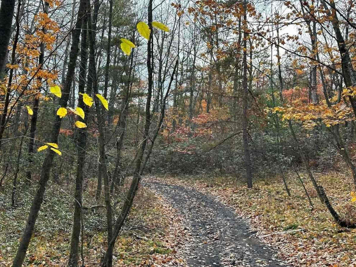 113A Green trail photo