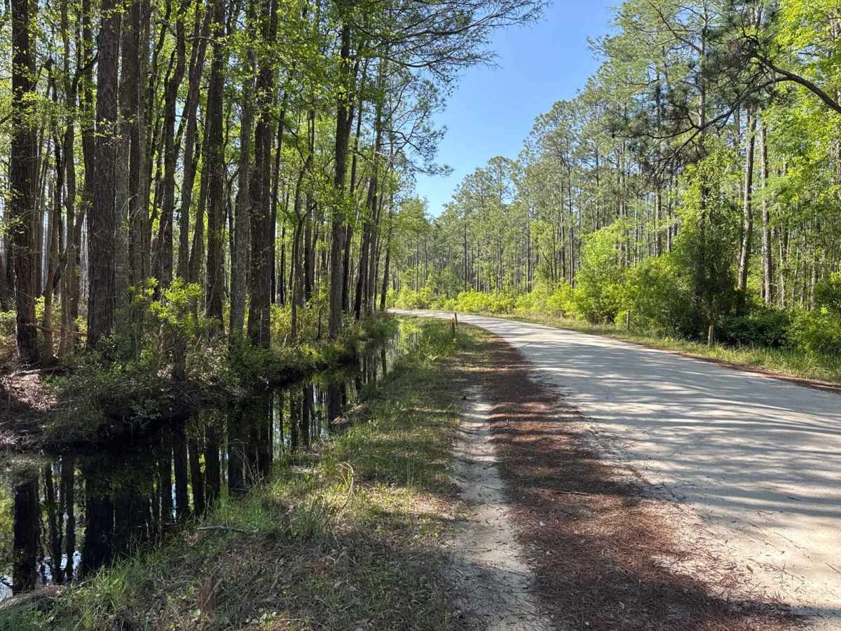Coleman - Osceola NF 215 trail photo